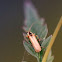 Solider Beetle