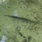 Longnose gar