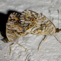 Gorgone Checkerspots