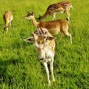 Reh, Roe Deer
