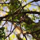 Tufted Titmouse