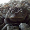 Eastern American Toad