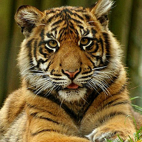 Tiger Cub by Ralph Harvey - Animals Other Mammals ( paignton zoo, animals, cat, tiger, wildlife, ralph harvey, cub )