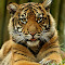 tiger 2-1.jpg