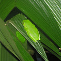 Green Tree Frog