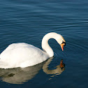 Mute Swan