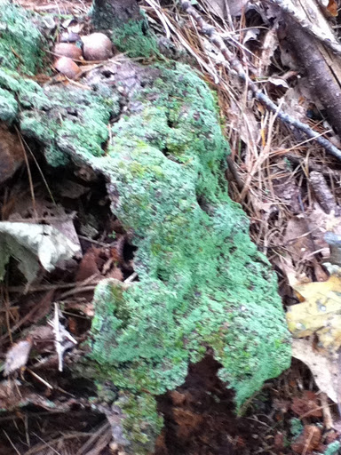 Spotting Image 1