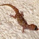 Mediterranean House Gecko