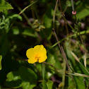 Channel Island Poppy