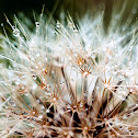 Dandalion
