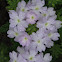 Verbena