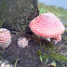 Amanita