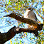 Red shouldered hawk