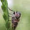 Band-eyed Brown Horsefly