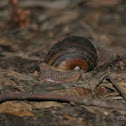 Giant Panda Snail