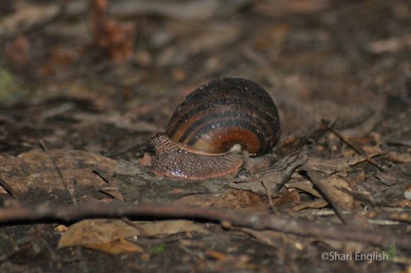 Spotting Image 1