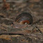Giant Panda Snail