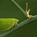 Planthopper