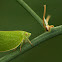 Planthopper