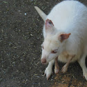 wallaby