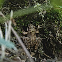 European Common Frog