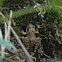 European Common Frog