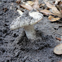 White Gilled Cap