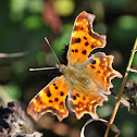 Comma Butterfly