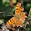 Comma Butterfly