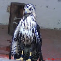 halcon