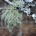 Beard Lichen