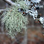 Beard Lichen