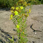 St John's Wort
