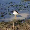 Red-wattled Lapwing