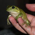Wildlife Rescue & Rehabilitation Australia
