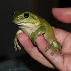 Green Tree Frog