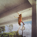 Eastern lubber