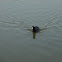 North American Coot