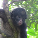 Spider Monkey