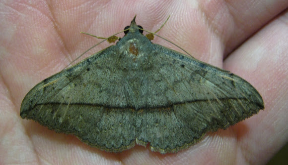 Spotting Image 1