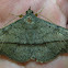 Moth