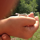 Tussock Moth