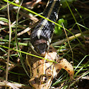 Ribbon snake