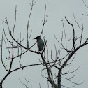 Green Heron