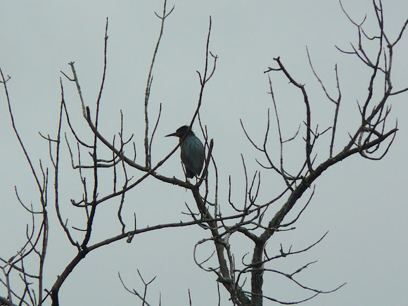 Spotting Image 1