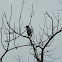 Green Heron