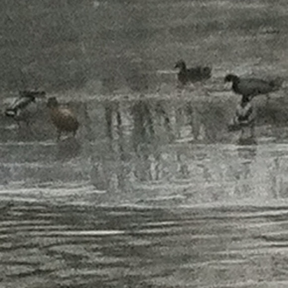 Spotting Image 1