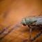 Fruitfly
