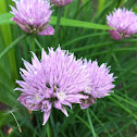Chives