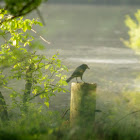 Common Grackle